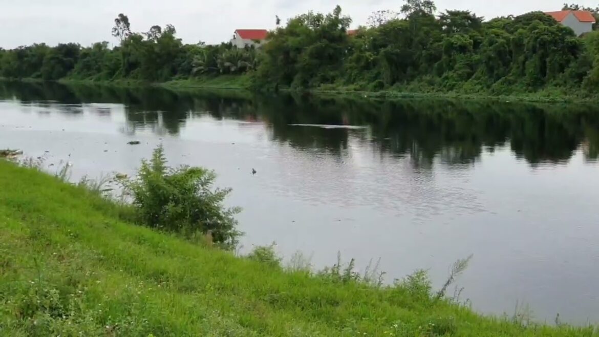 Vertical Veggie Gardening: Growing Edibles on Walls
