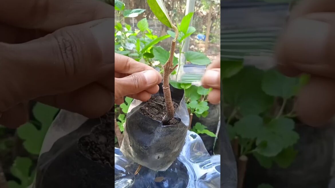 Propagation durian tree by grafting & gardening tips EP421