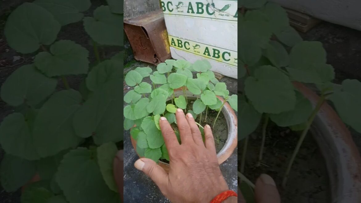Ready For Plantation #shorts #plants #vegetable  #gardening