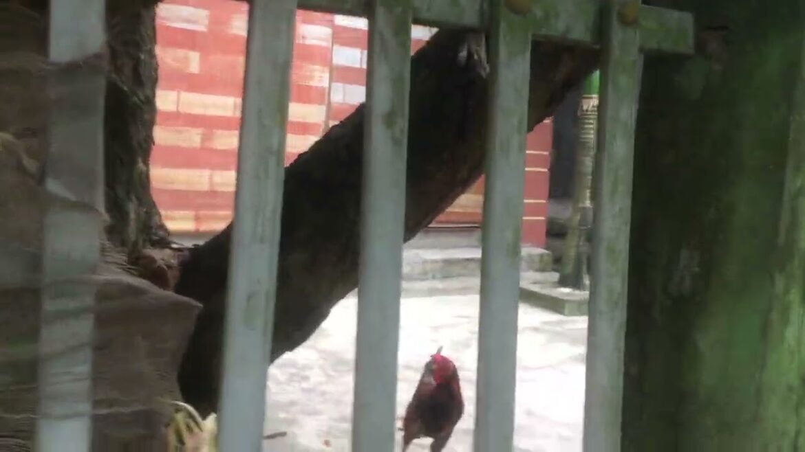 Container Gardening: Blooms in Small Spaces