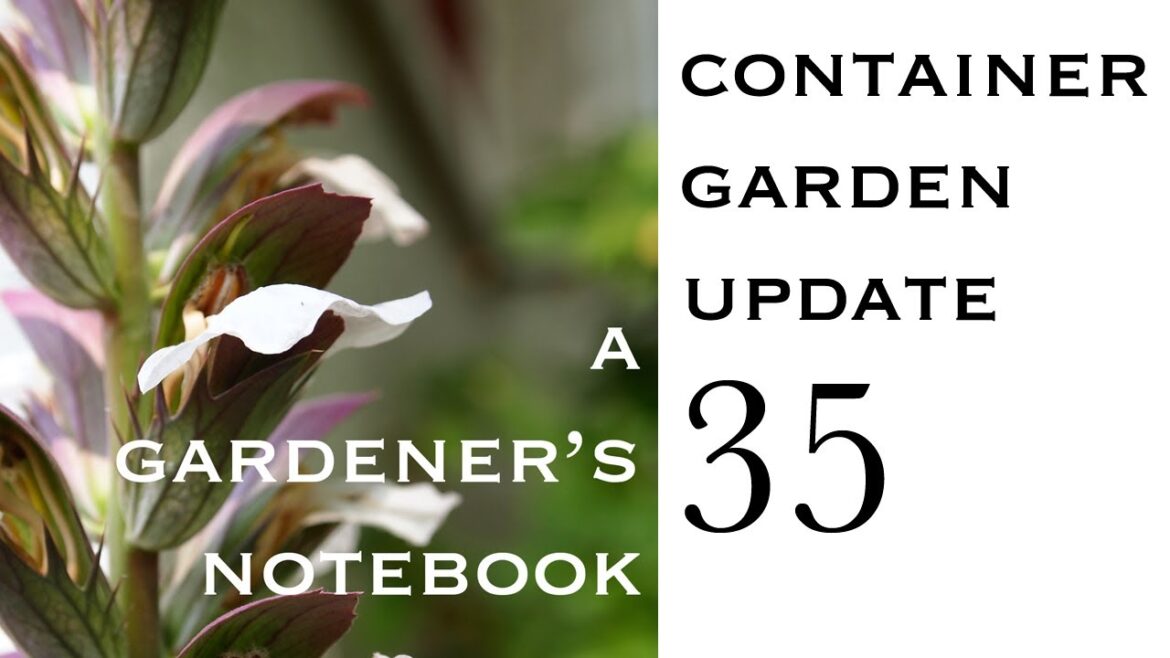 Container Garden Update 35: Planting gathered grass seeds, tree seeds and repotting a pine seedling Container Garden Update 35: Planting gathered grass seeds, tree seeds and repotting a pine seedling