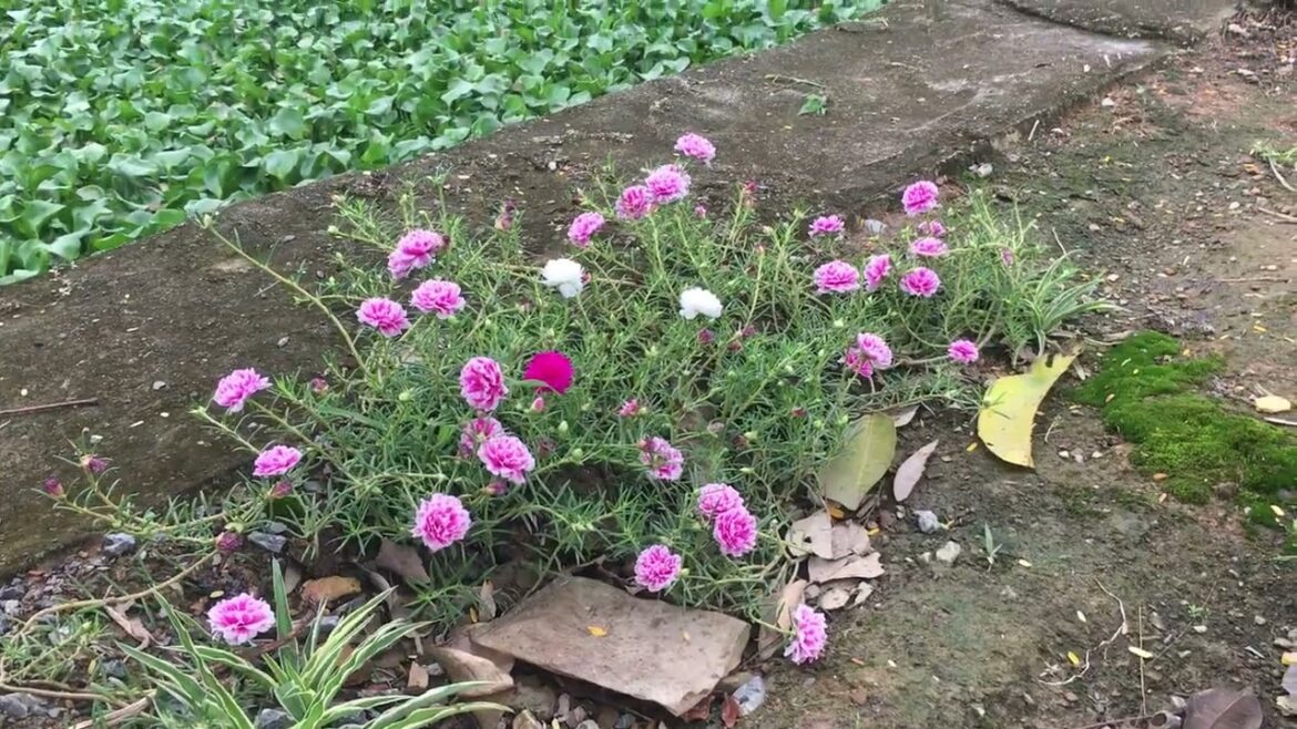 Sustainable Gardening Practices: Eco-Friendly Tips