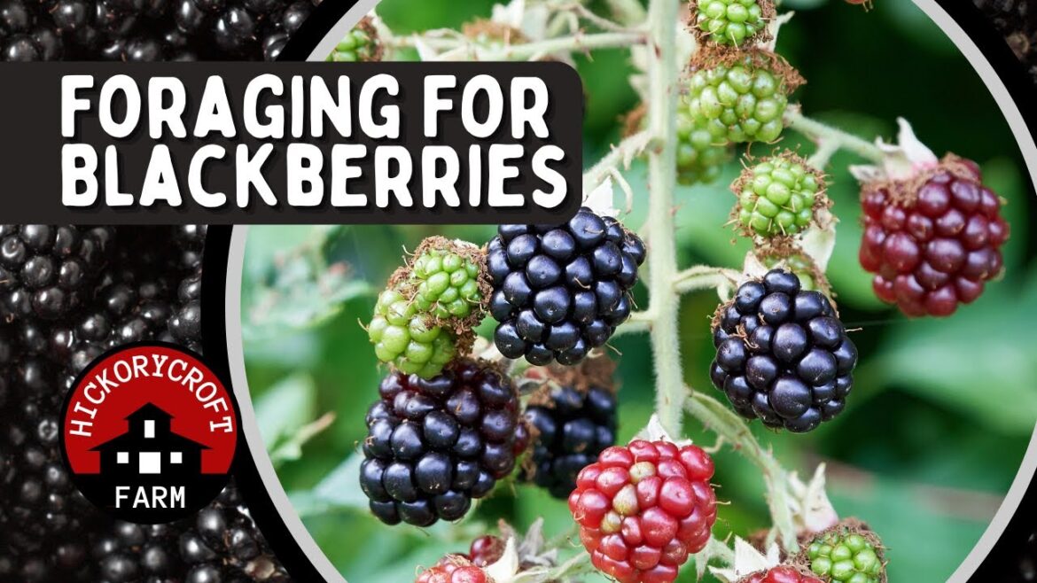 Wild Blackberries | Edible Wild Plant Foraging | Growing Blackberries
