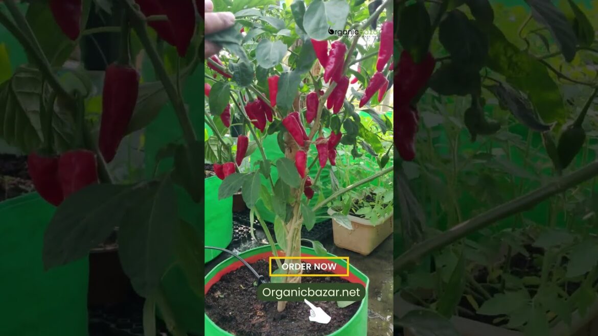 Buy Home gardening products online Shorts #gardening #shorts #vegetablegardening #organicgardening