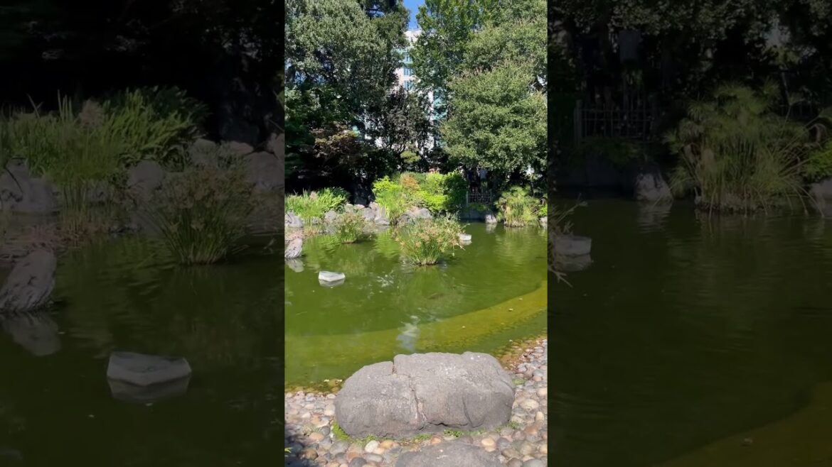 Japanese garden san Jose #nature #relaxation #birds #garden