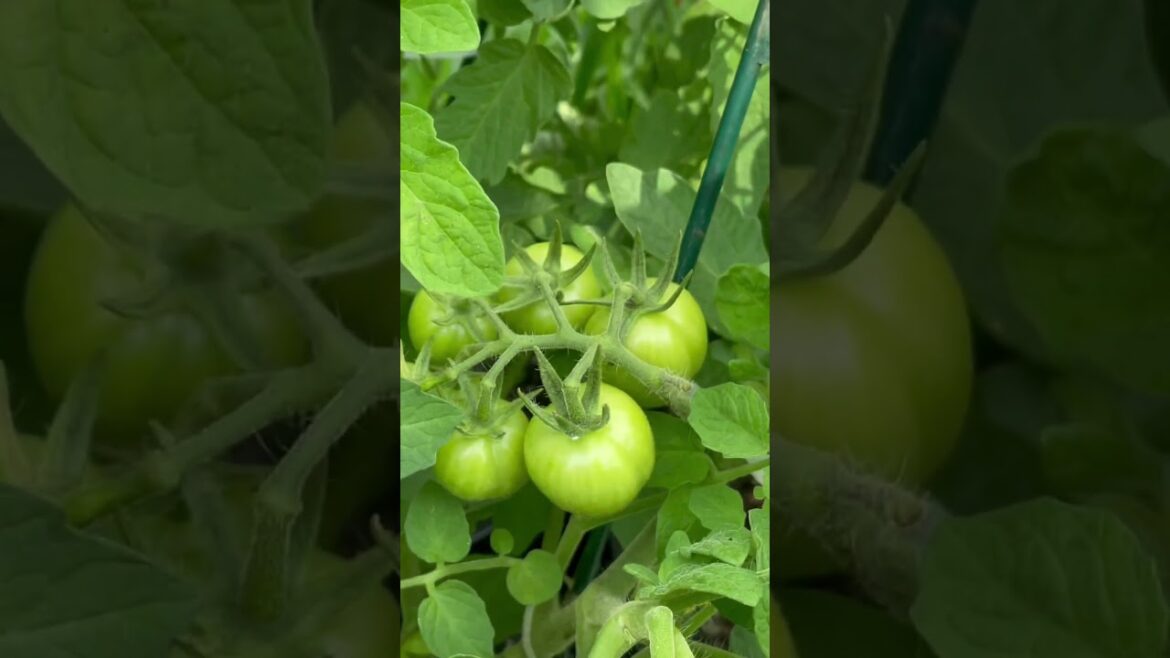 Thrilling Backyard Garden Update: Discover the Abundant Progress, Harvests & New Development #shorts Thrilling Backyard Garden Update: Discover the Abundant Progress, Harvests & New Development #shorts
