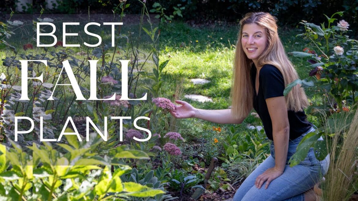 Planting for Fall: Best Plants, Container Ideas, Winter bedding & more 🍂🍁