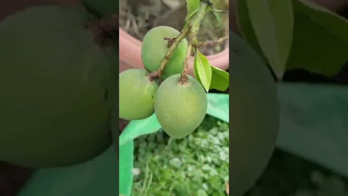 #Shorts_#youtubeshorts_#viralshorts_#Gardening_#Viralvideo