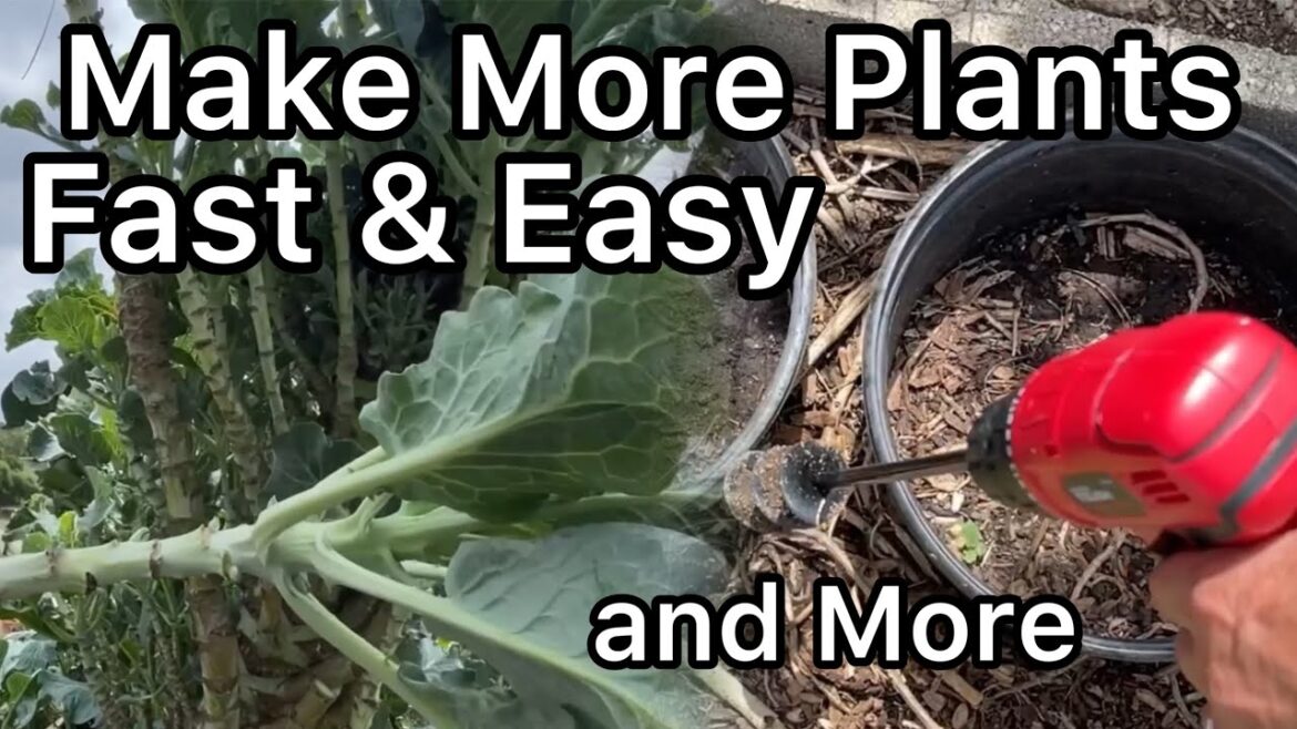 Cheap Garden Tool to Make Gardening EASIER, Plant Propagate Vegetables Kale Collard FIX Water Issues Cheap Garden Tool to Make Gardening EASIER, Plant Propagate Vegetables Kale Collard FIX Water Issues