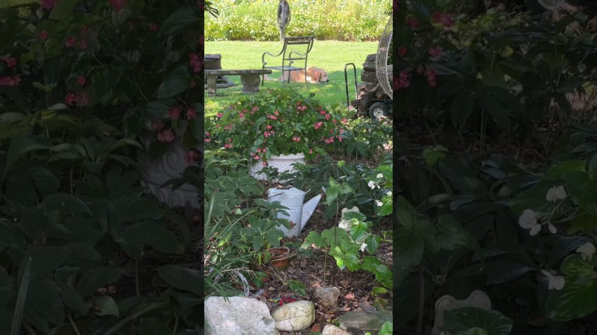 Does your dog pick tomatoes?