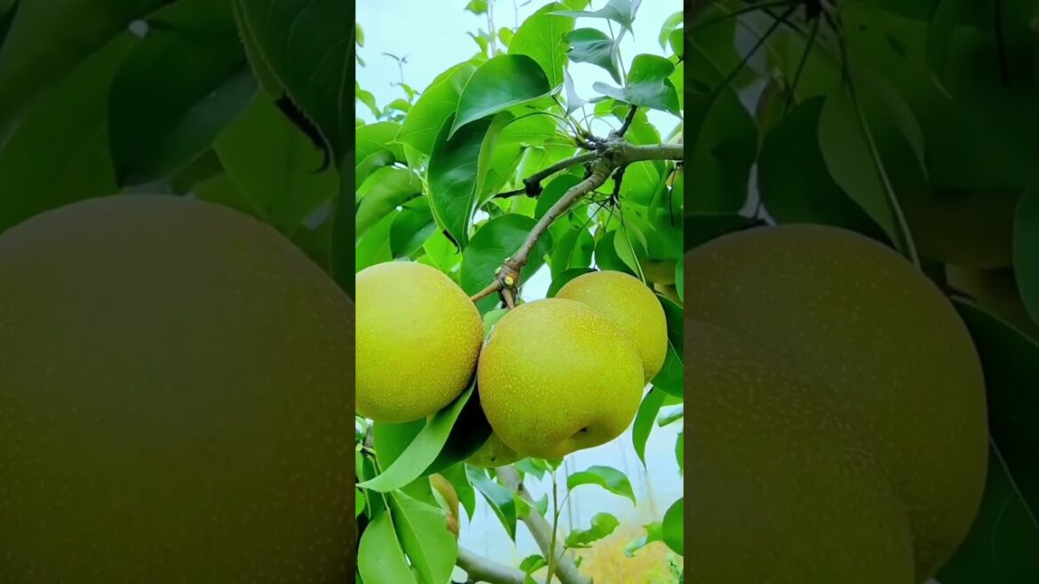 Farm fresh ninja fruit cutting!! #127 #shorts #shortsfeed #viral #fruits #vegetables ๐ฅ๐๐๐๐๐ Farm fresh ninja fruit cutting!! #127 #shorts #shortsfeed #viral #fruits #vegetables ๐ฅ๐๐๐๐๐