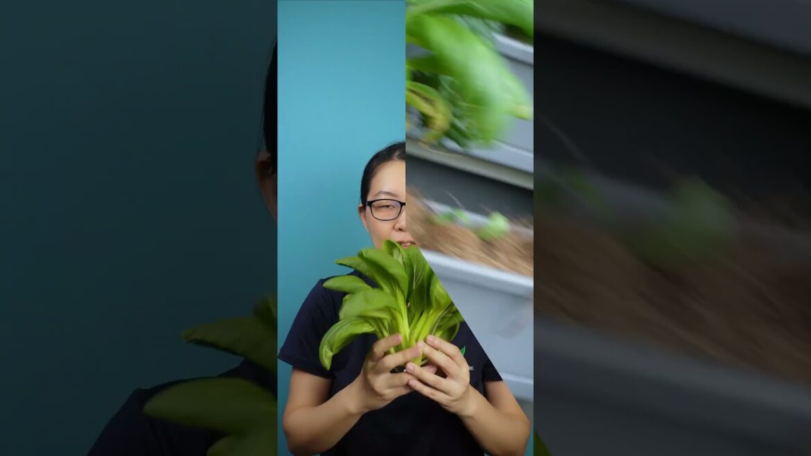 Joy of Growing Your Own Food at Home #vegetablegarden #asianvegetable #gardening