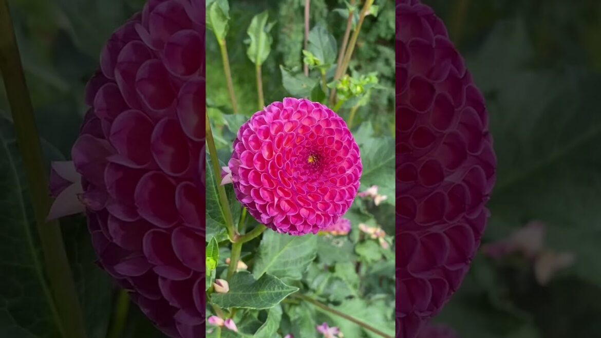 Breathtaking Flowers in the Garden !