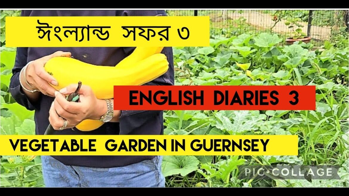 English Diaries 3 :ঈংল্যান্ড সফর ৩ Vegetable Gardening in Guernsey , @ Adventures with Anita G English Diaries 3 :ঈংল্যান্ড সফর ৩ Vegetable Gardening in Guernsey , @ Adventures with Anita G