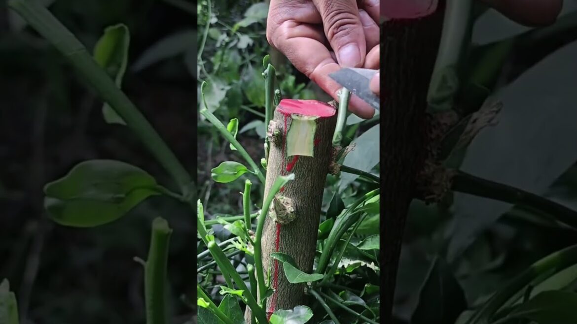 Kalam: The Art of Container Gardening ๐ป๐ฟ | Blooming Beauty! #BloomingBeauty #DIYGarden #shortvideo Kalam: The Art of Container Gardening ๐ป๐ฟ | Blooming Beauty! #BloomingBeauty #DIYGarden #shortvideo