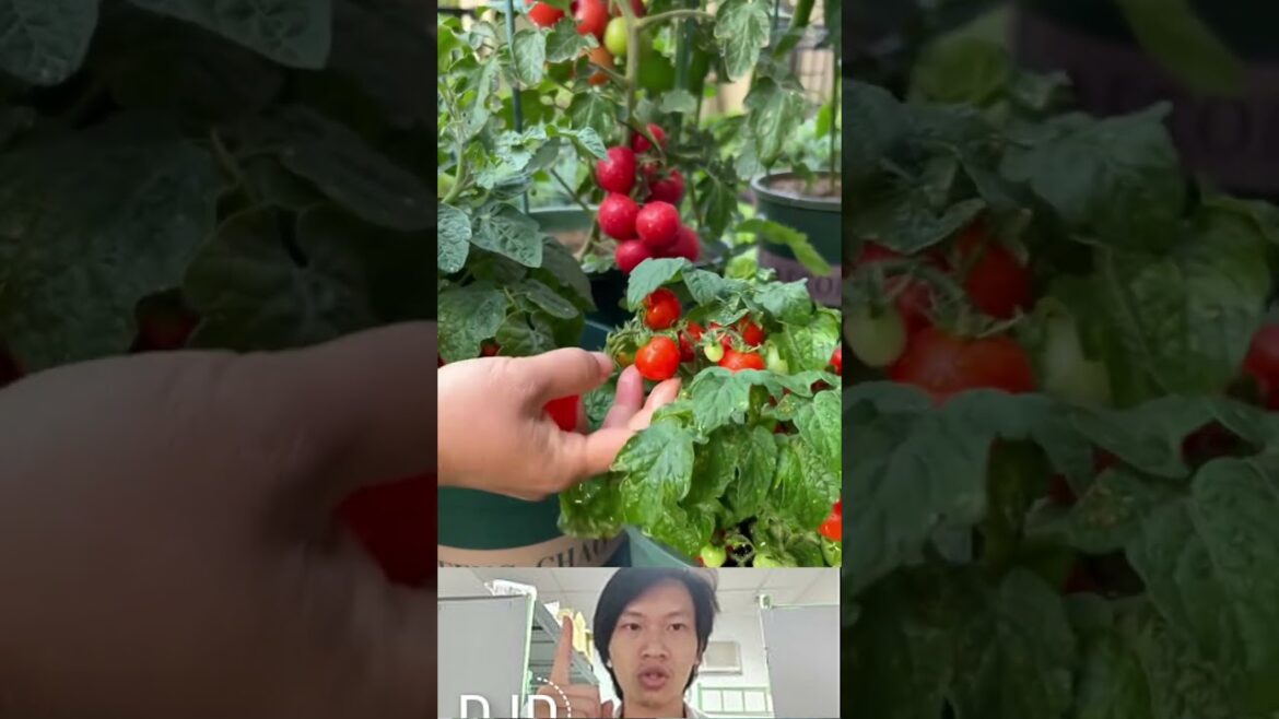 How to grow vegetables at home #vegetablegardening #gadget #veggrowing #vegetableplanting