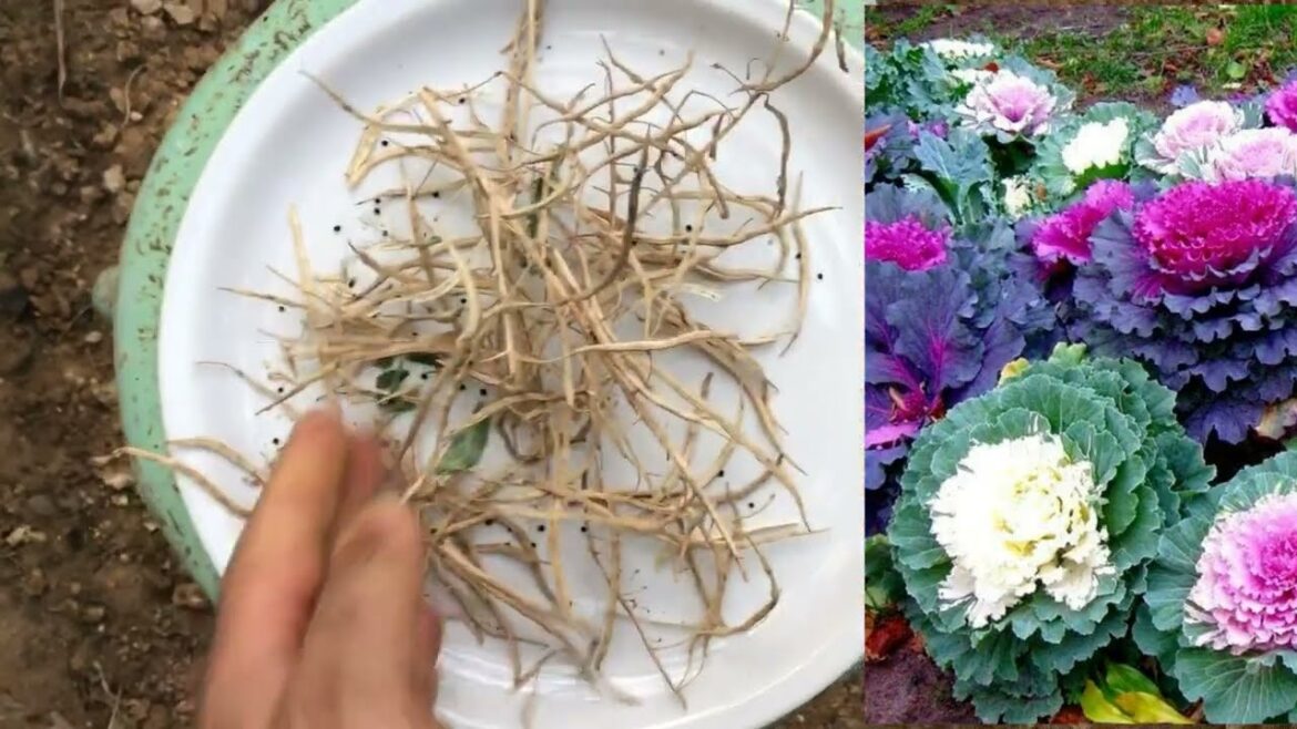 How To Collect Ornamental Cabbage Seeds 🌸🌿 #gardening #gardeningtips #plants #video #videos #garden