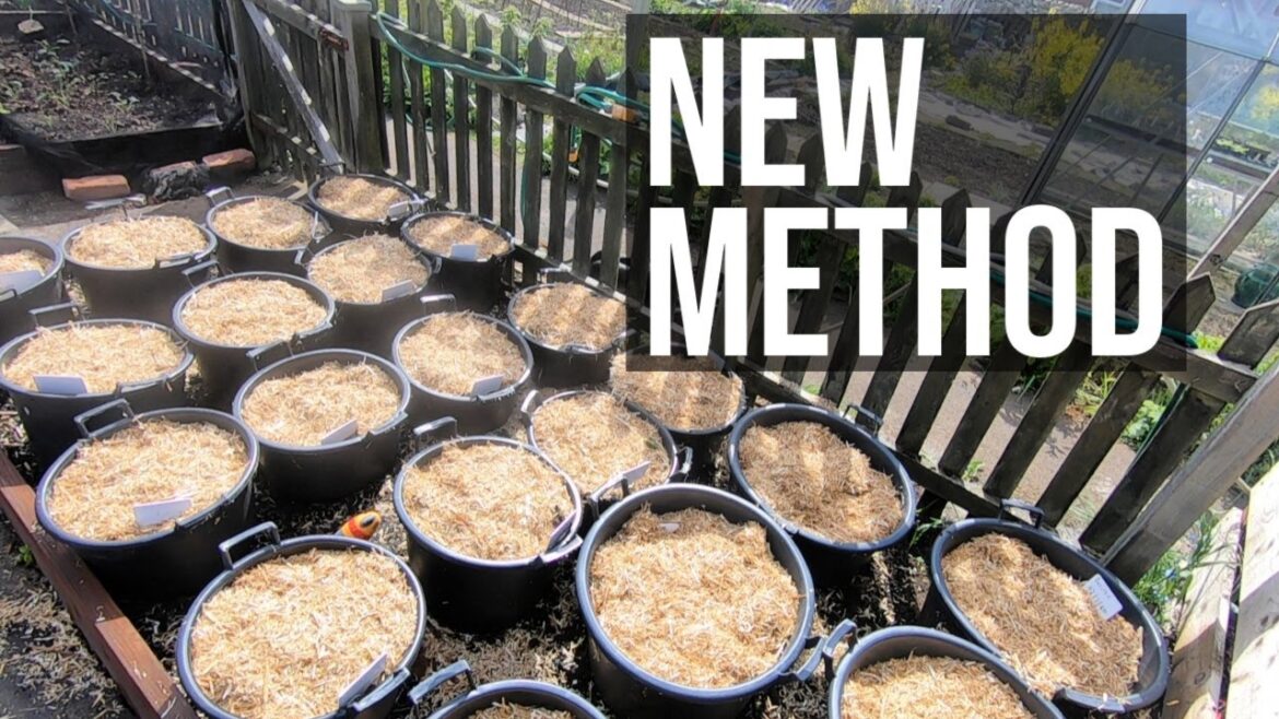 Gardening - Great New Idea For Potatoes in Containers