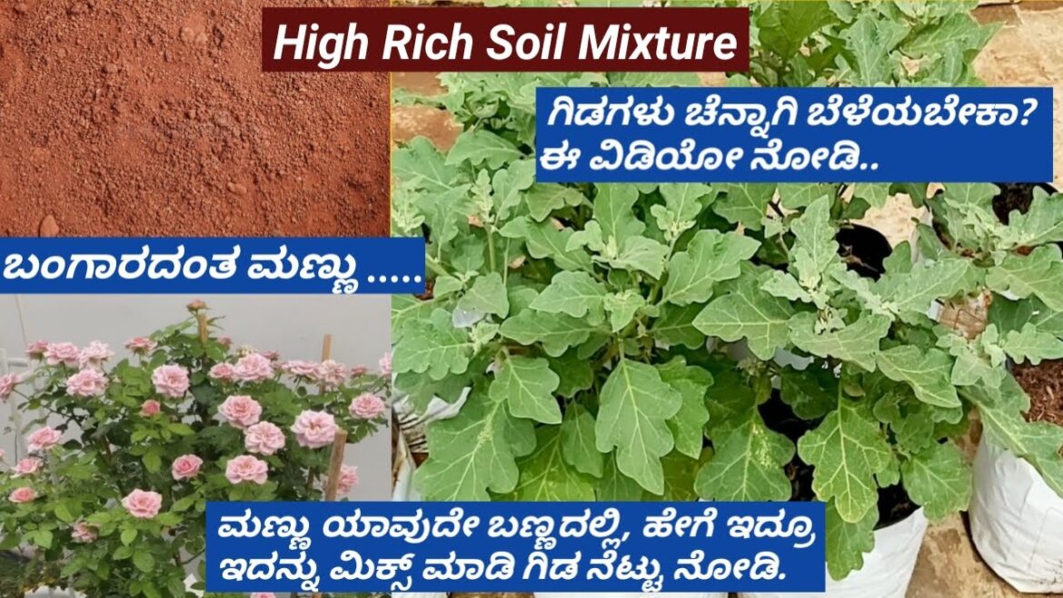 Soil Mixture for All Plants/ಚಿನ್ನದಂತ ಮಣ್ಣು /big secret/Garden Soil Preparation/Potting mix/Tips Soil Mixture for All Plants/ಚಿನ್ನದಂತ ಮಣ್ಣು /big secret/Garden Soil Preparation/Potting mix/Tips
