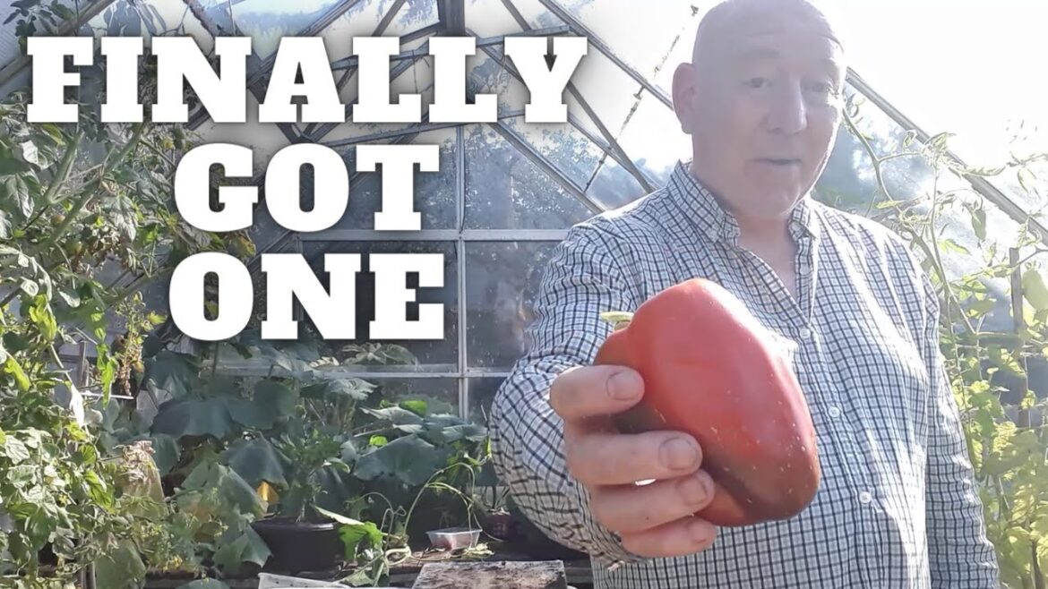 Finally Got One [Gardening Allotment UK] [Grow Vegetables At Home ]