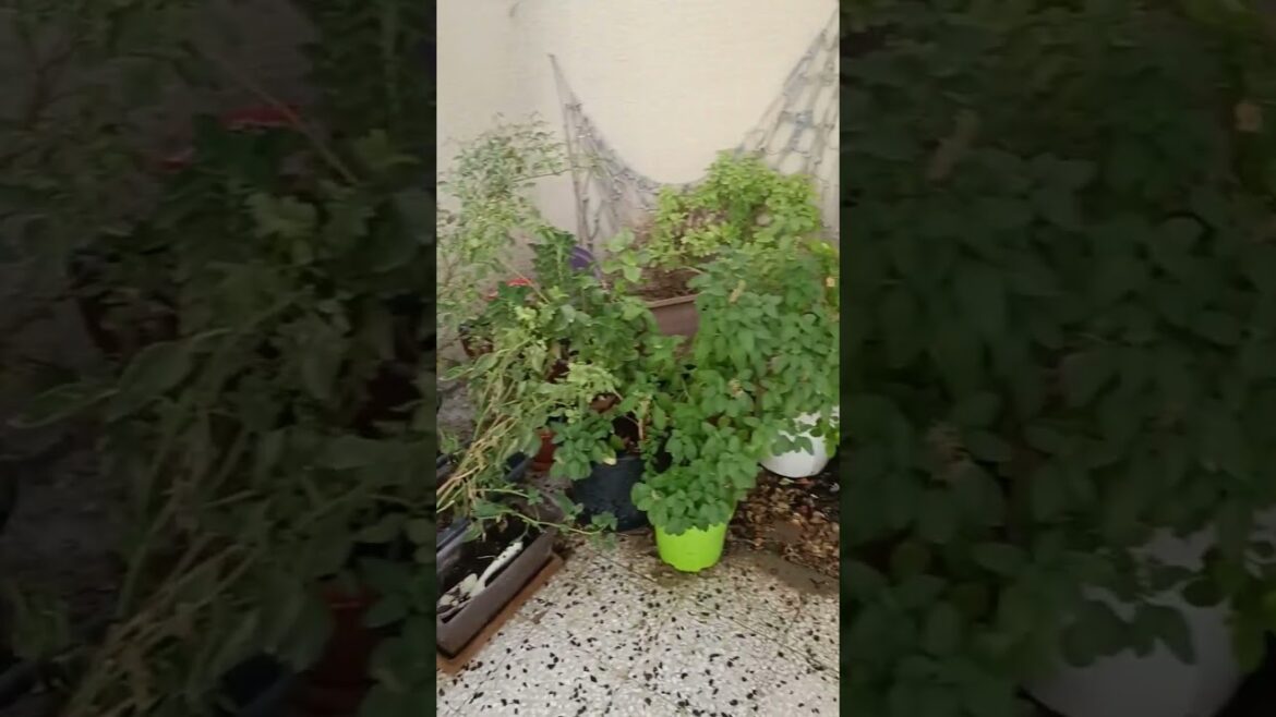 Spb songs always  amazing 😍#spb #reels #shorts #viral_video #trending #rathigallery #trendingshorts