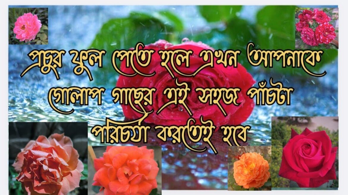 সেপ্টেম্বর অক্টোবর মাসে গোলাপের পরিচর্যা। #gardening #rose_care #roseplantgrowingtipsinbengali সেপ্টেম্বর অক্টোবর মাসে গোলাপের পরিচর্যা। #gardening #rose_care #roseplantgrowingtipsinbengali