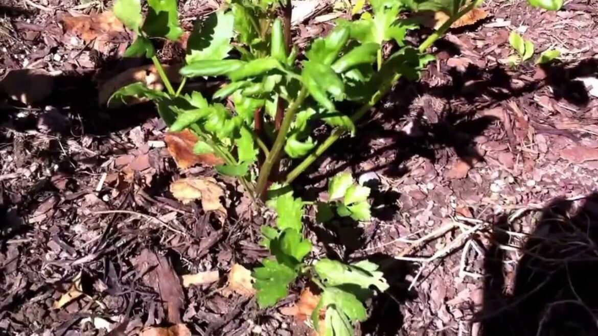 Front yard garden, who needs grass? Ontario, Canada.