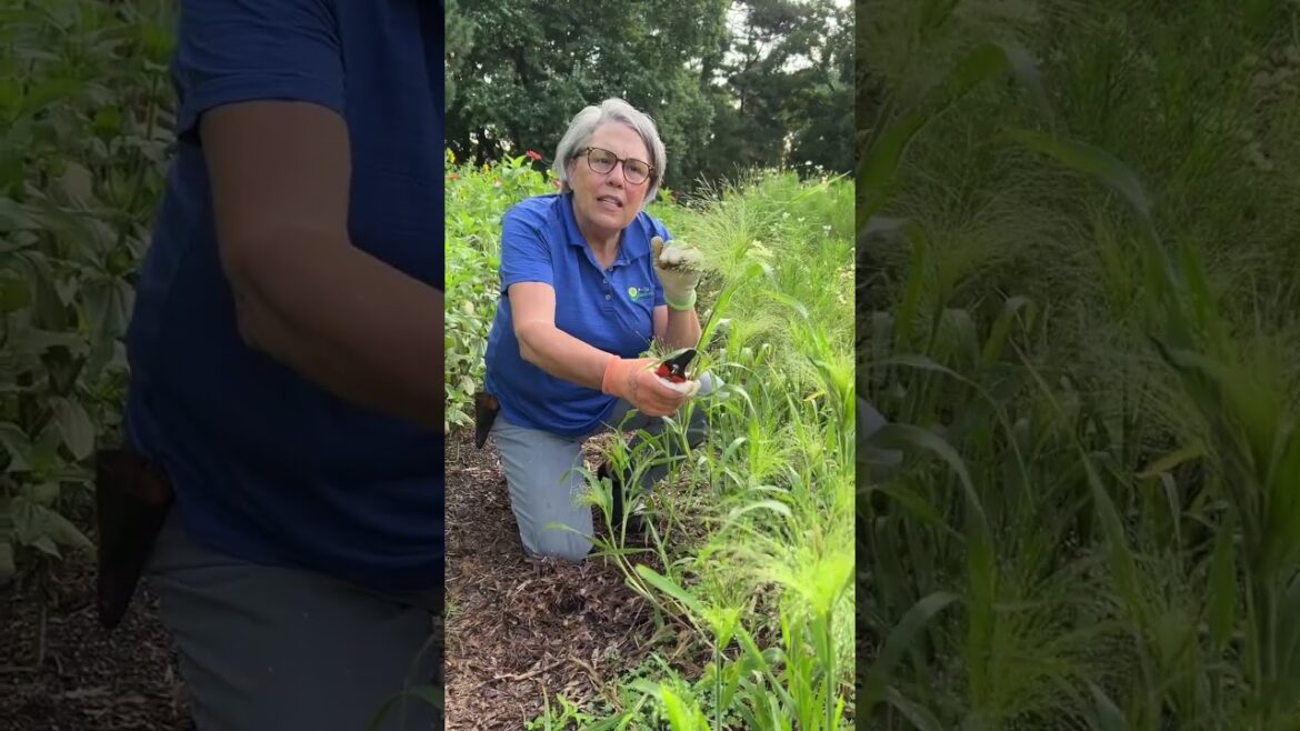 Explosion Grass is an excellent bouquet filler