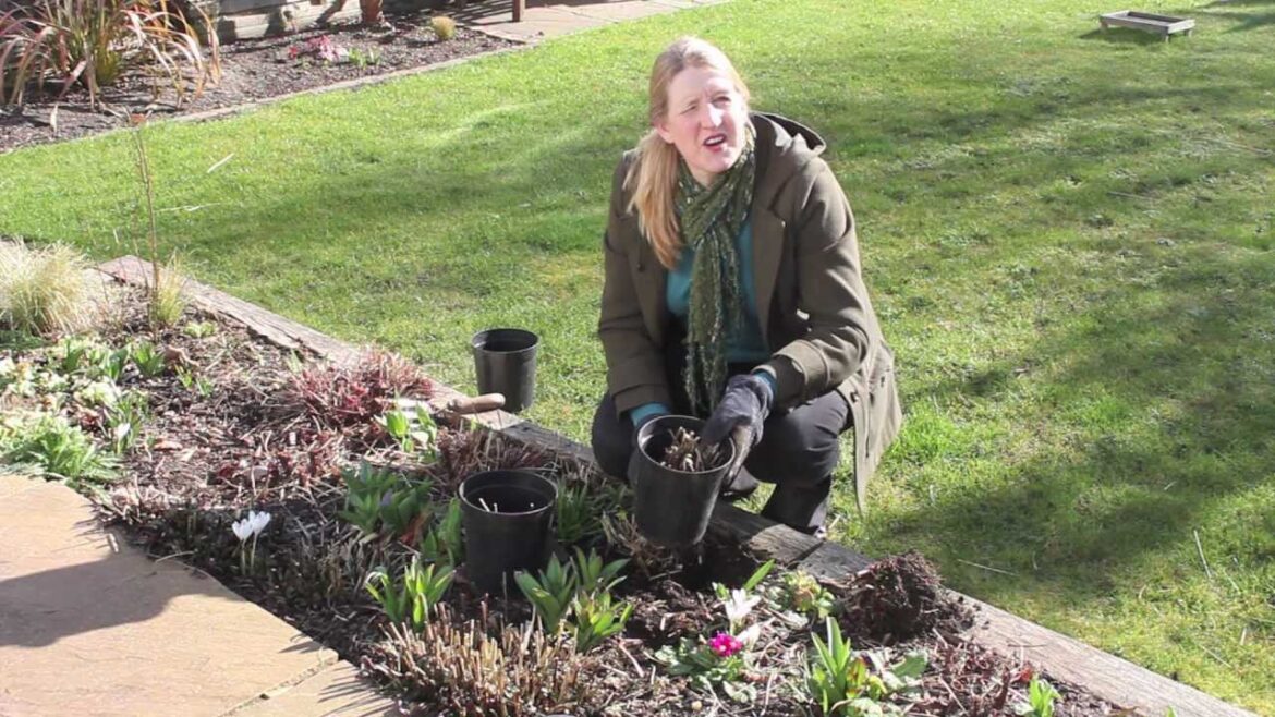 Gardening Tips: How To Divide Perennial Plants