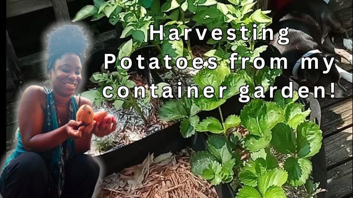 How to harvest potatoes and marigolds from your container garden.