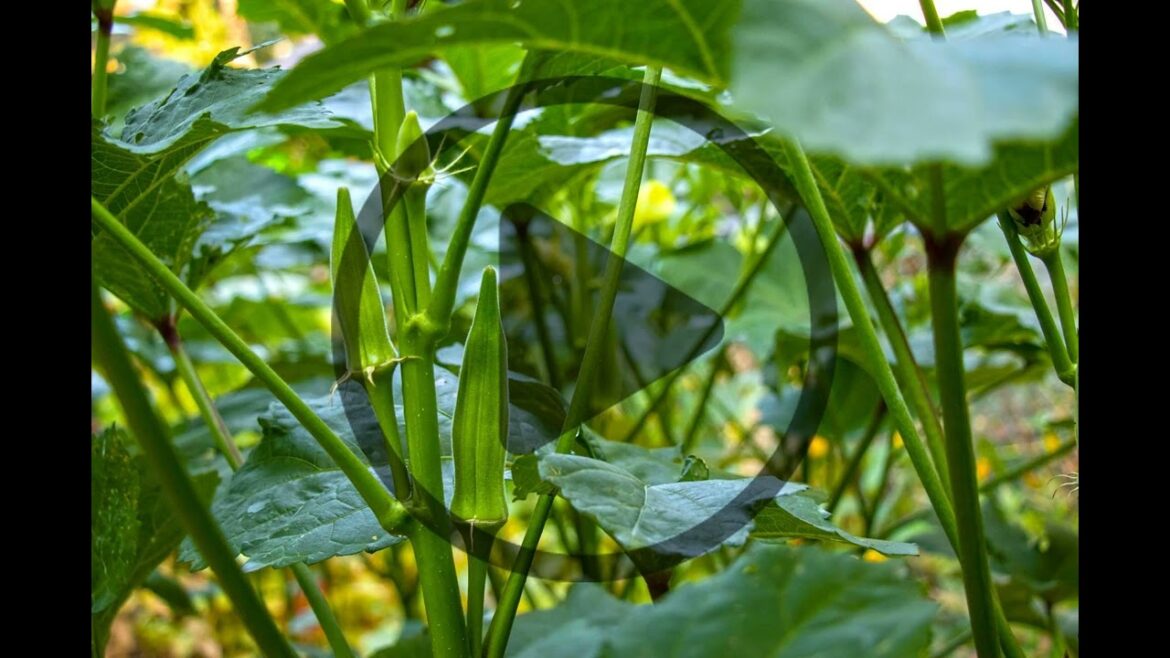 How to Start a Gardening Business: Community Gardens, Consultations, and Installations How to Start a Gardening Business: Community Gardens, Consultations, and Installations