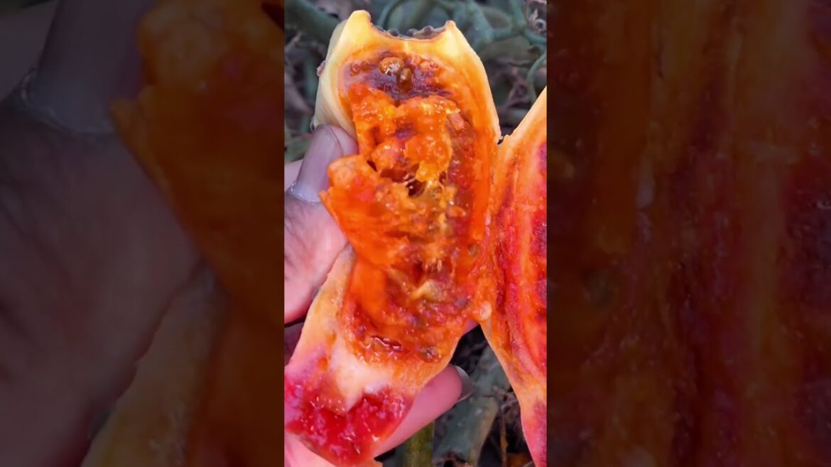 Farm fresh ninja fruit cutting!! #130 #shorts #shortsfeed #viral #fruits #vegetables 🥝🍓🍎🍒🍐🍉