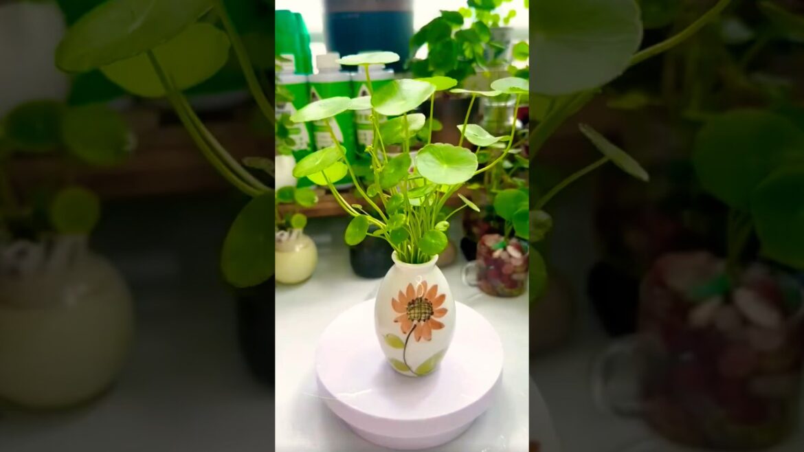 How to take care money plant in water || Pennywort Plant Decorative Tips