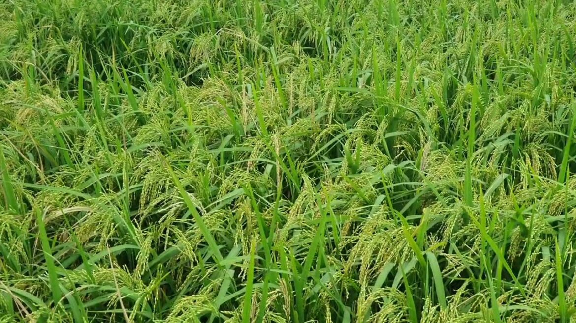 Secrets of a Lush Garden: Tips and Tricks Revealed