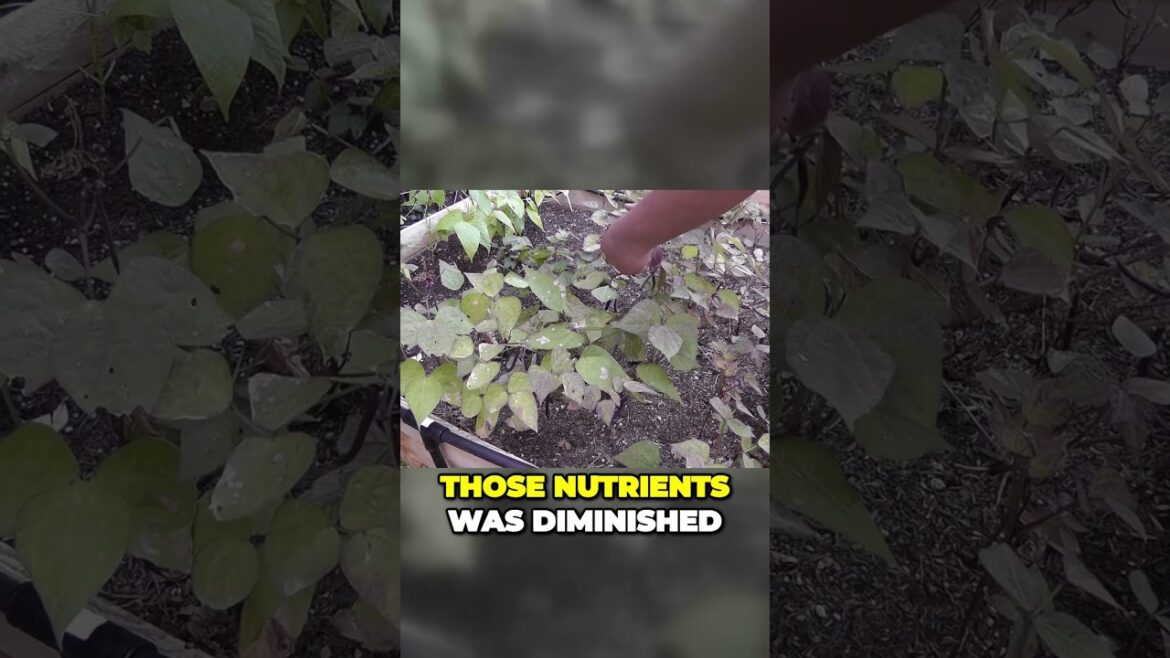 California Gardening: Selecting Soil for Raised Beds: Nutrient Deficiency Prevention | Gardening Shorts Selecting Soil for Raised Beds: Nutrient Deficiency Prevention | Gardening Shorts
