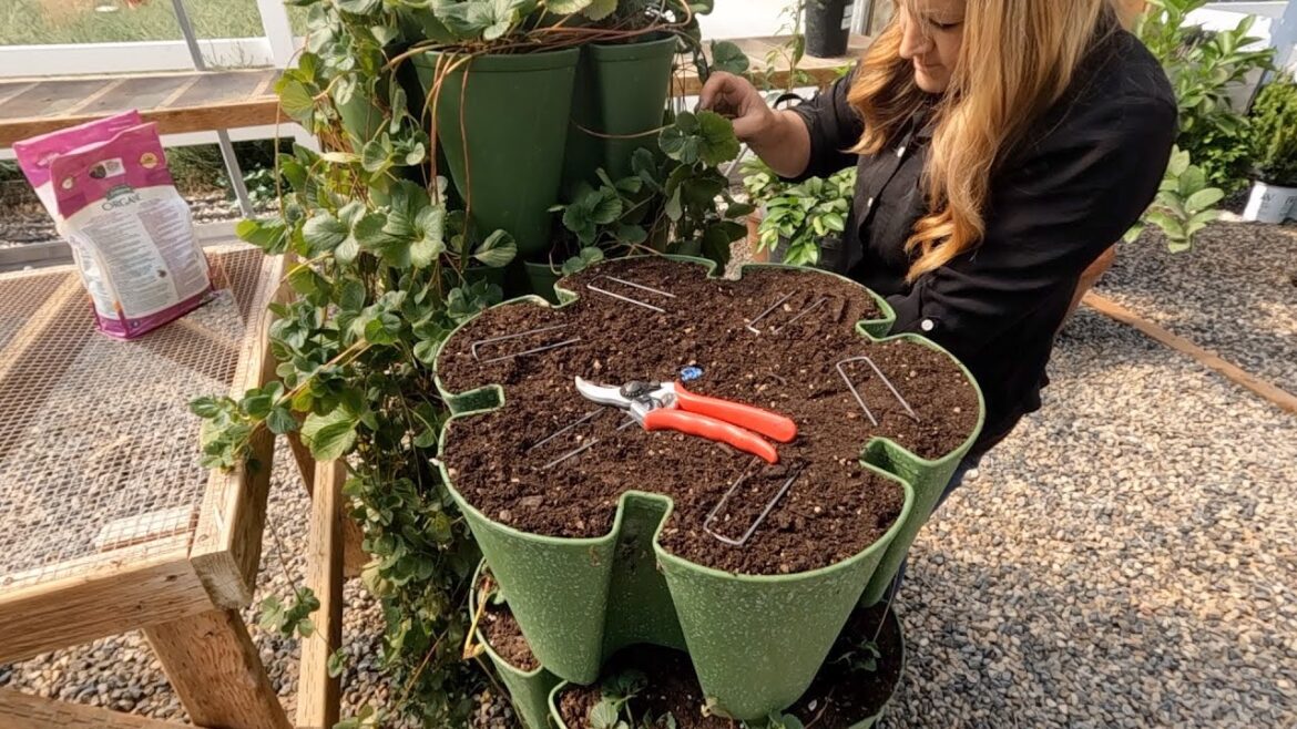 Propagating Strawberries in My GreenStalk! 🍓🍓🍓 // Garden Answer