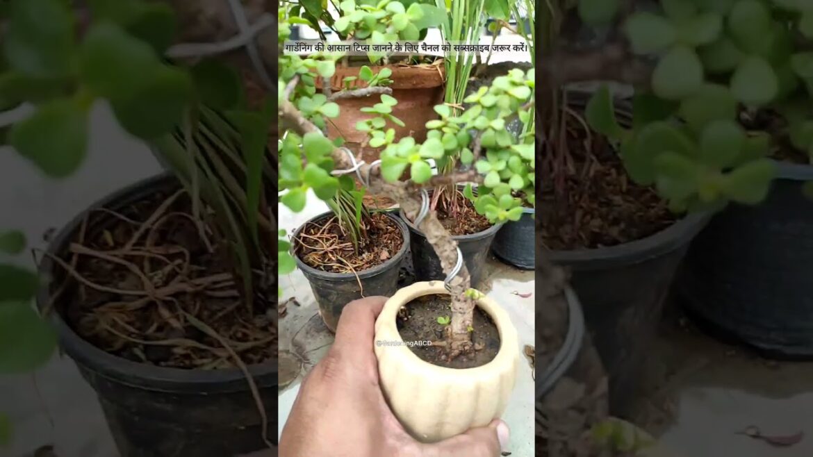 Jade Plant Care Jade plant Bonsai Jade plant cutting jade plant care #gardening #organic #shortsfeed