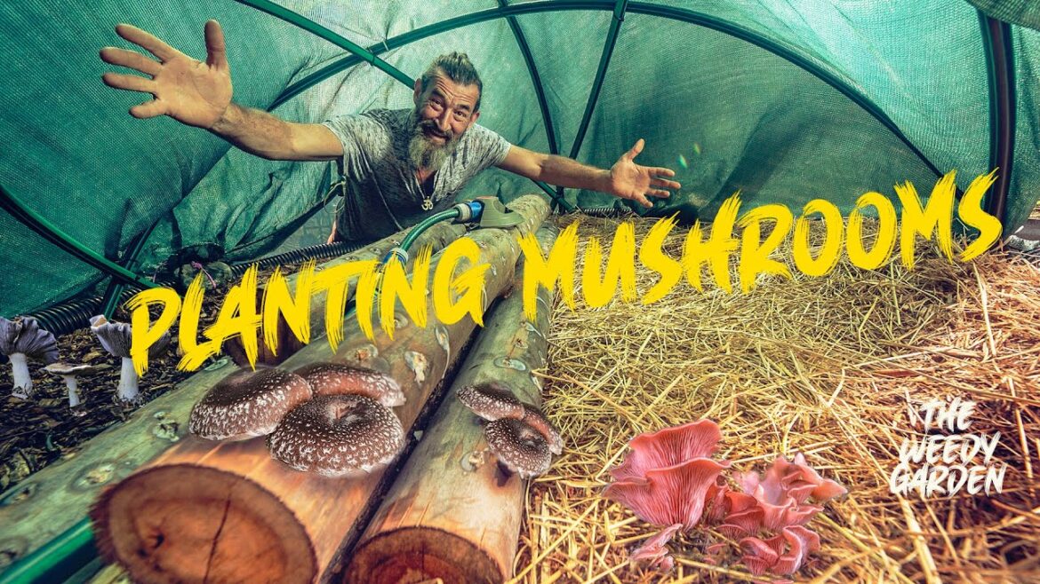 HOW TO PLANT AND CARE FOR MUSHROOMS – the silent giants HOW TO PLANT AND CARE FOR MUSHROOMS - the silent giants