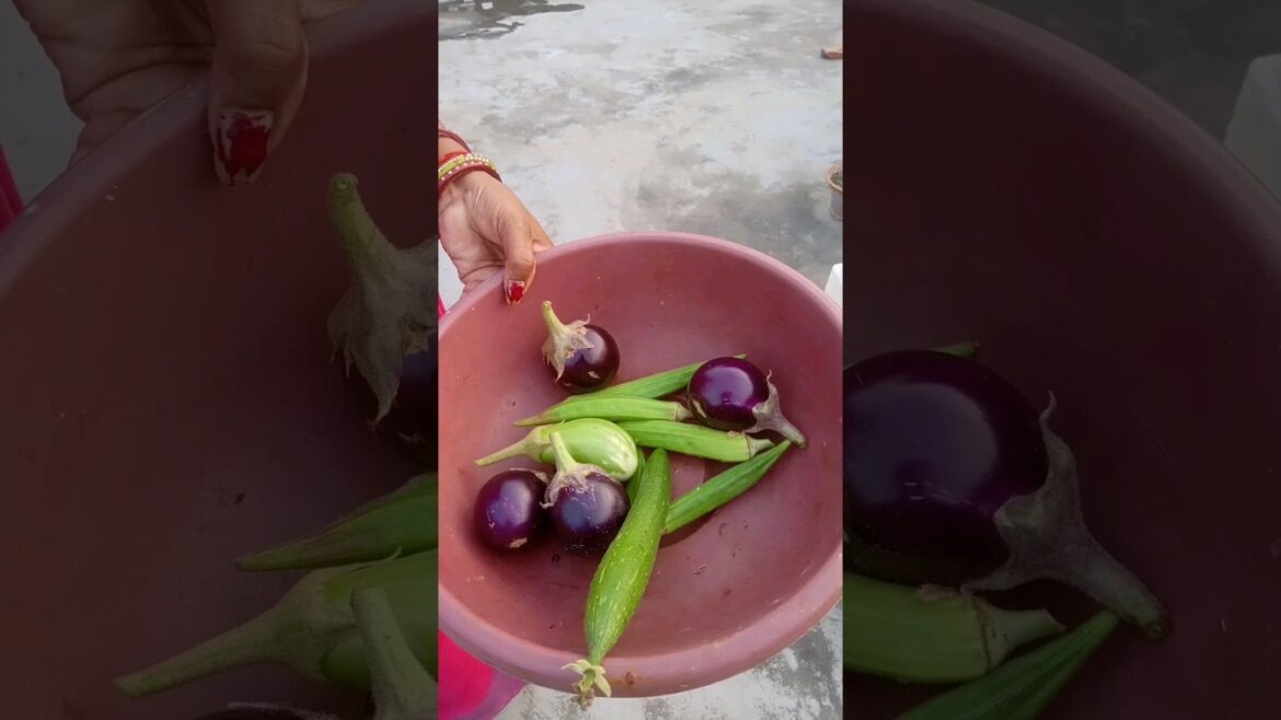 Harvest Organic Vegetable #shorts #short #terrace #gardening Harvest Organic Vegetable #shorts #short #terrace #gardening
