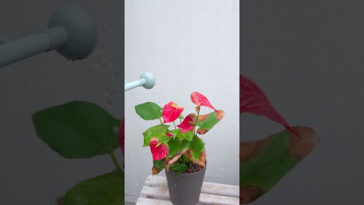 Gardening Large Capacity Watering Can