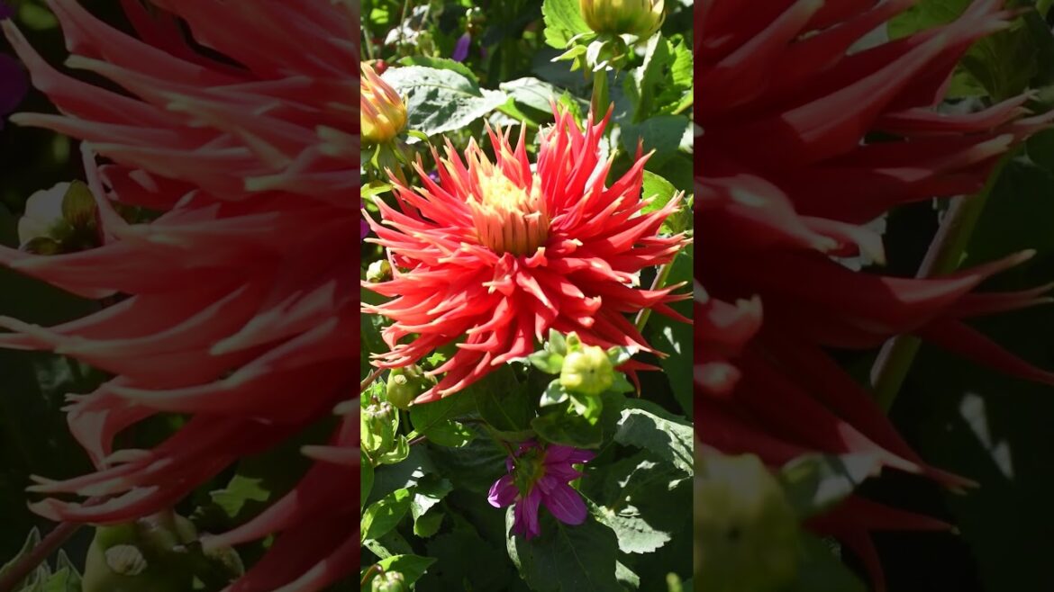 Dinner Plate Dahlia Synopsis  #sciencefacts #gardening #flowers