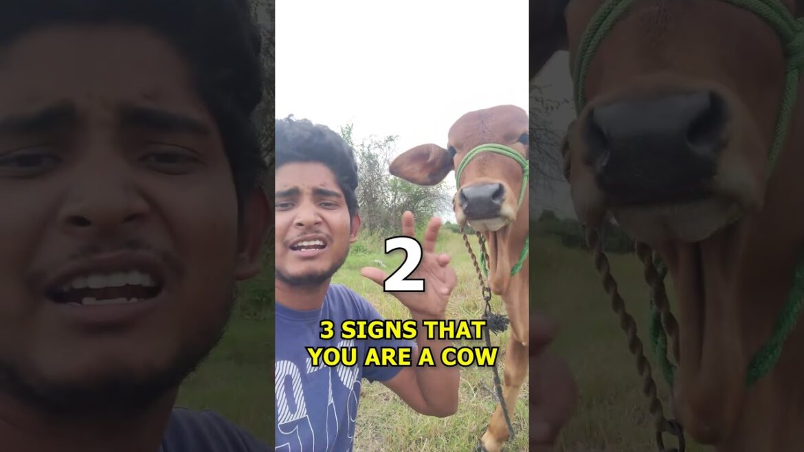 Nanaga Rendu Perum Ora Mathri than #love #nature  #cow #friends