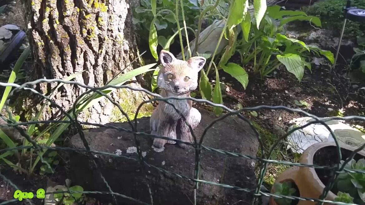 Vegetable Gardening Series pt5 Beet Harvest (2016)