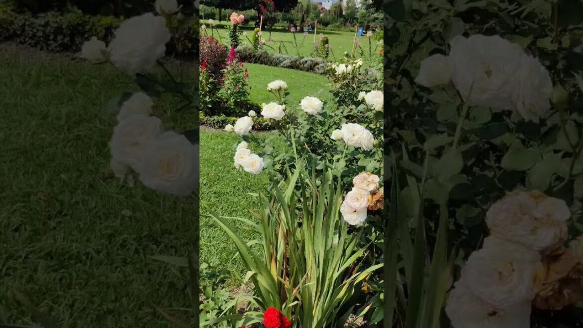 Flower Power : Amazing Flower Art #shortsfeed #flower #viral