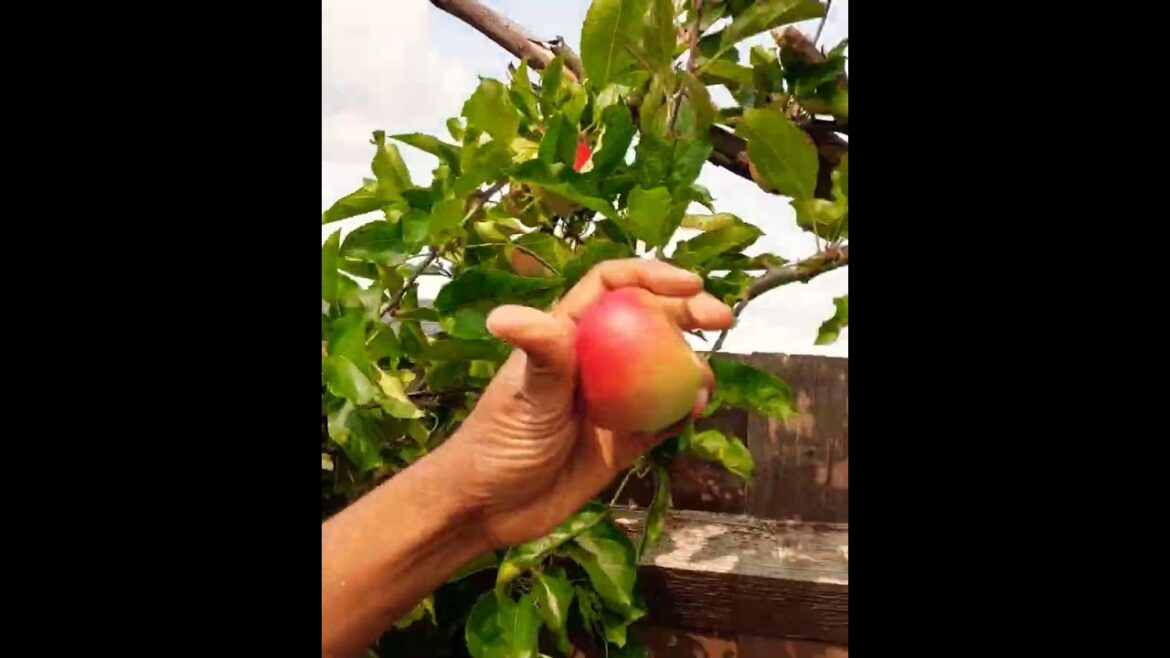 Secrets to an Epic Apple Harvest: From Garden to Gourmet 🍎🌿|#shorts #apple #garden #fruits #flowers