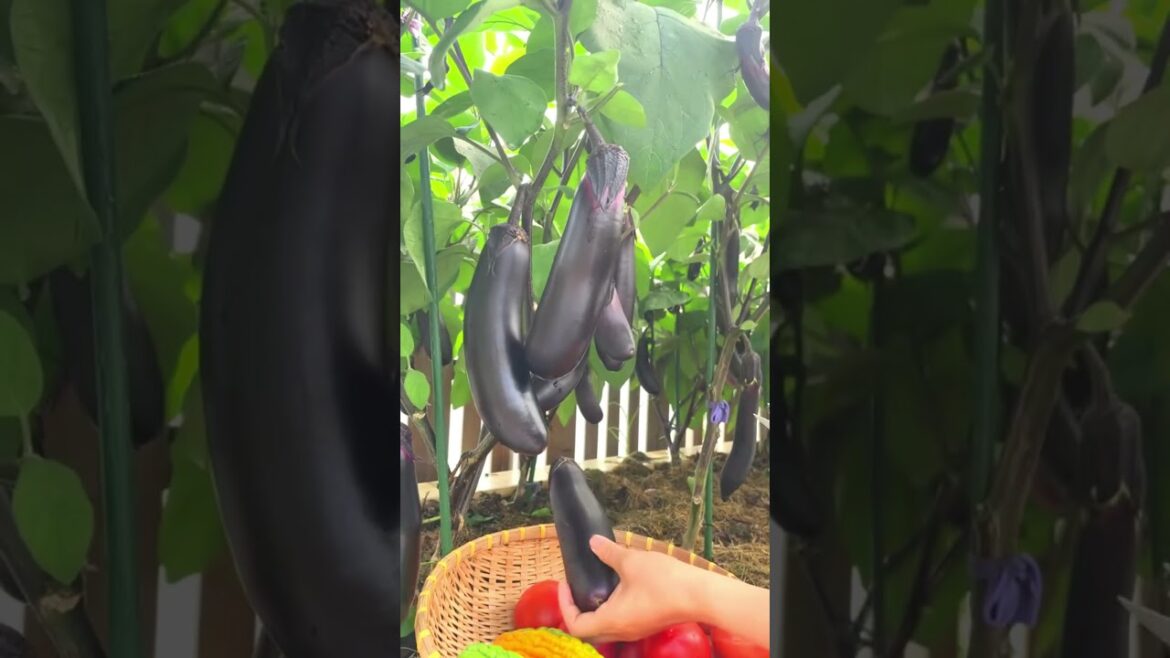 Harvest fresh Veggies #amazingchina #havesting #gardening #satisfying Harvest fresh Veggies #amazingchina #havesting #gardening #satisfying