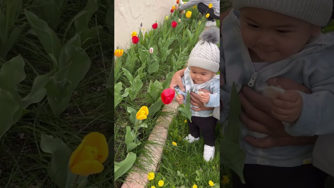 Picking Tulips in our backyard garden #cute #tulips #springflowers