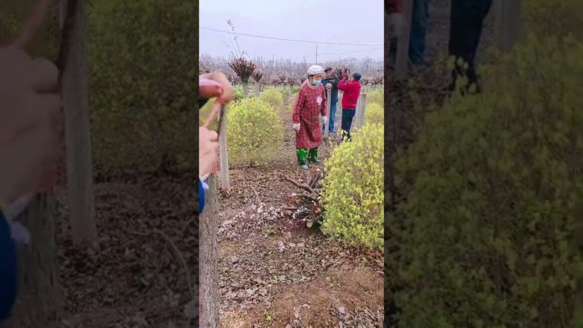 Grafting work for flower farm #shorts #gardening