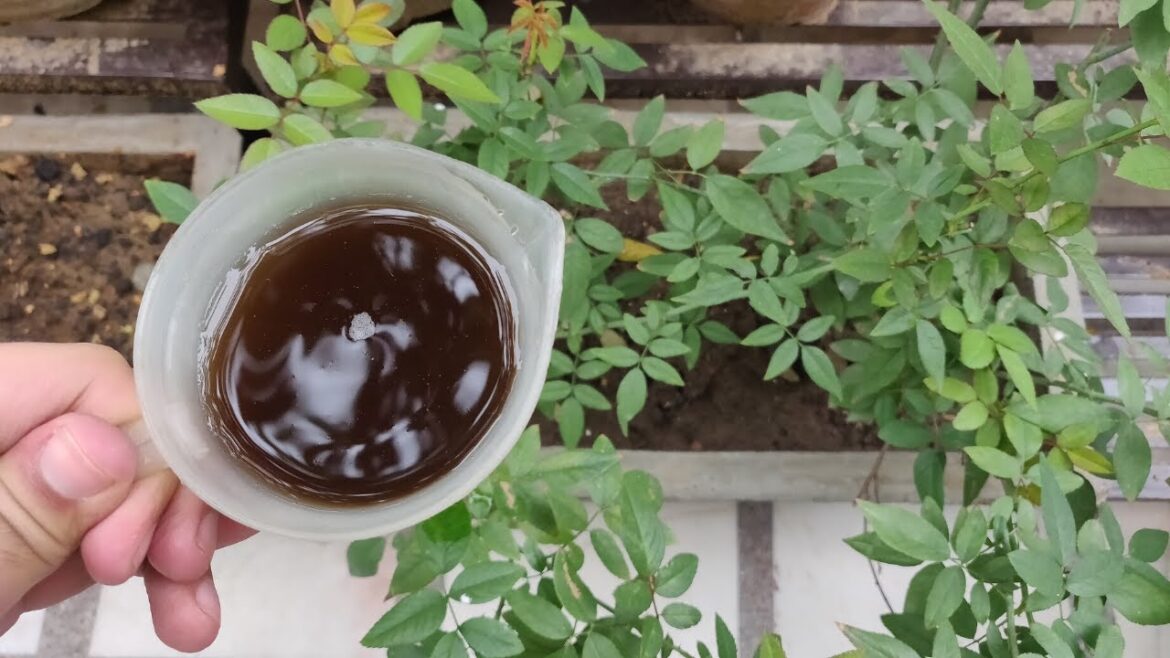 Best Fertilizer For Plants at Home - Gardening With Akshay