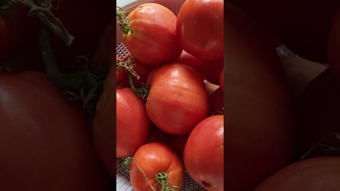Tomatoes Harvested from my Garden I Vegetable Gardening #shorts